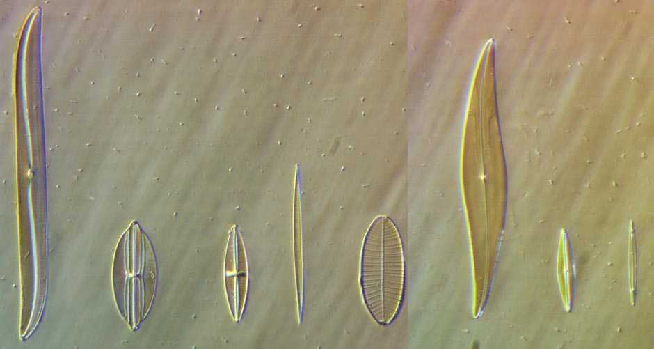Carolina Biologicial diatom test slide at 20x Hoffman modulation contrast small slit width
